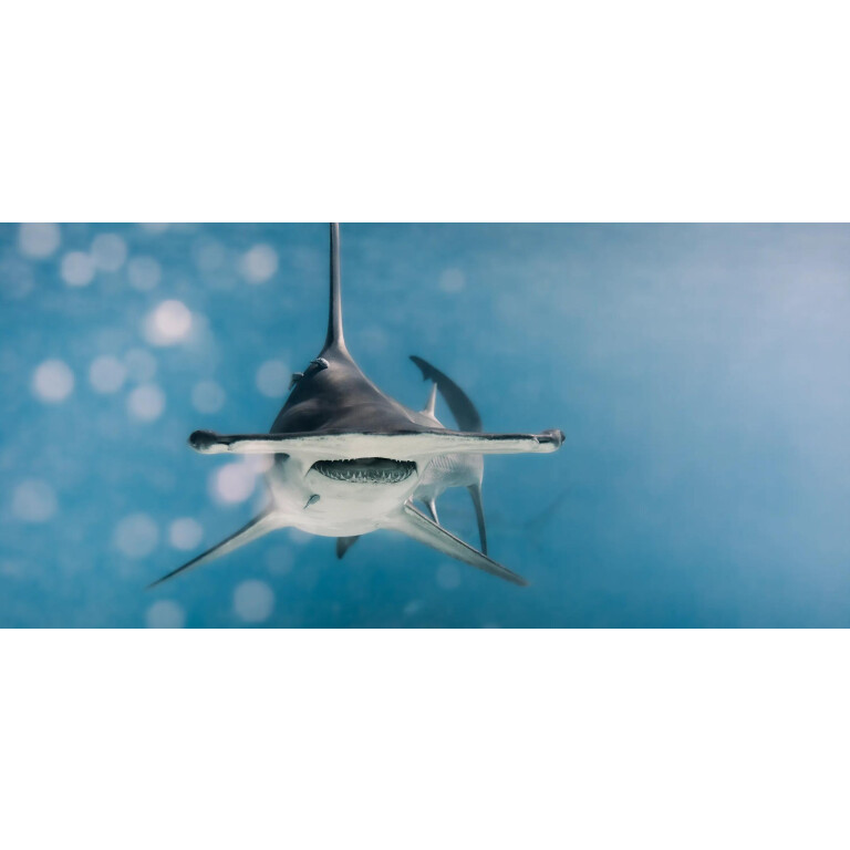 Ulysse Nardin Diver Hammerhead Shark 44mm - 1183-170LE-3A-Hammer/3A - #6 Ulysse Nardin Diver Hammerhead Shark 44mm - 1183-170LE-3A-Hammer/3A - #6